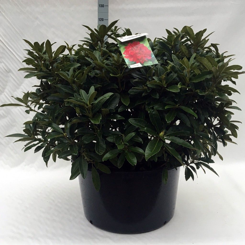 Rhodo. 'Wilgen's Ruby', D 68