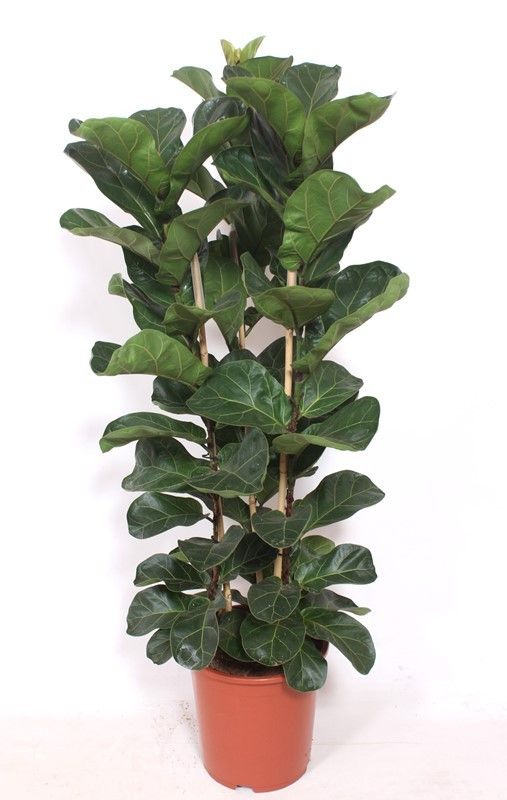 Ficus lyrata bambino 3 per pot, D 27