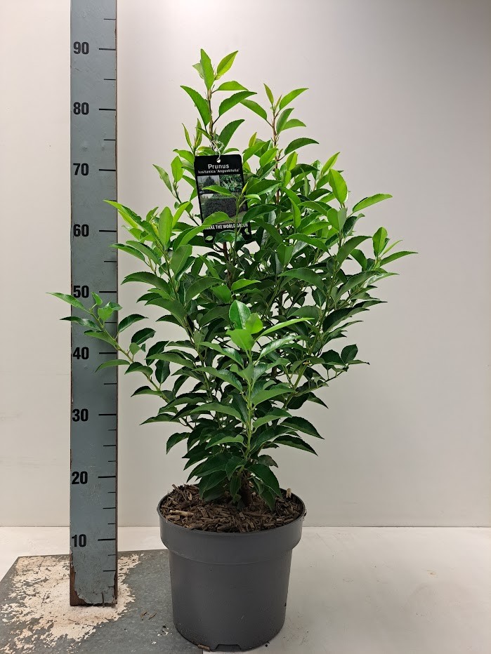 Prunus lus. 'Angustifolia' C5, D 23