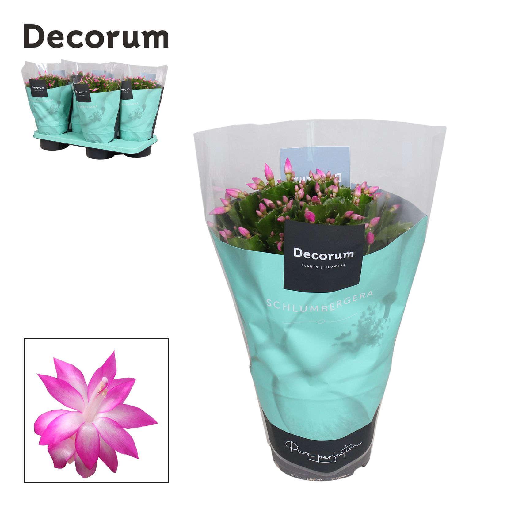 Schlumbergera - 17 cm - Pink (Cyber) - Decorum, D 17 cm