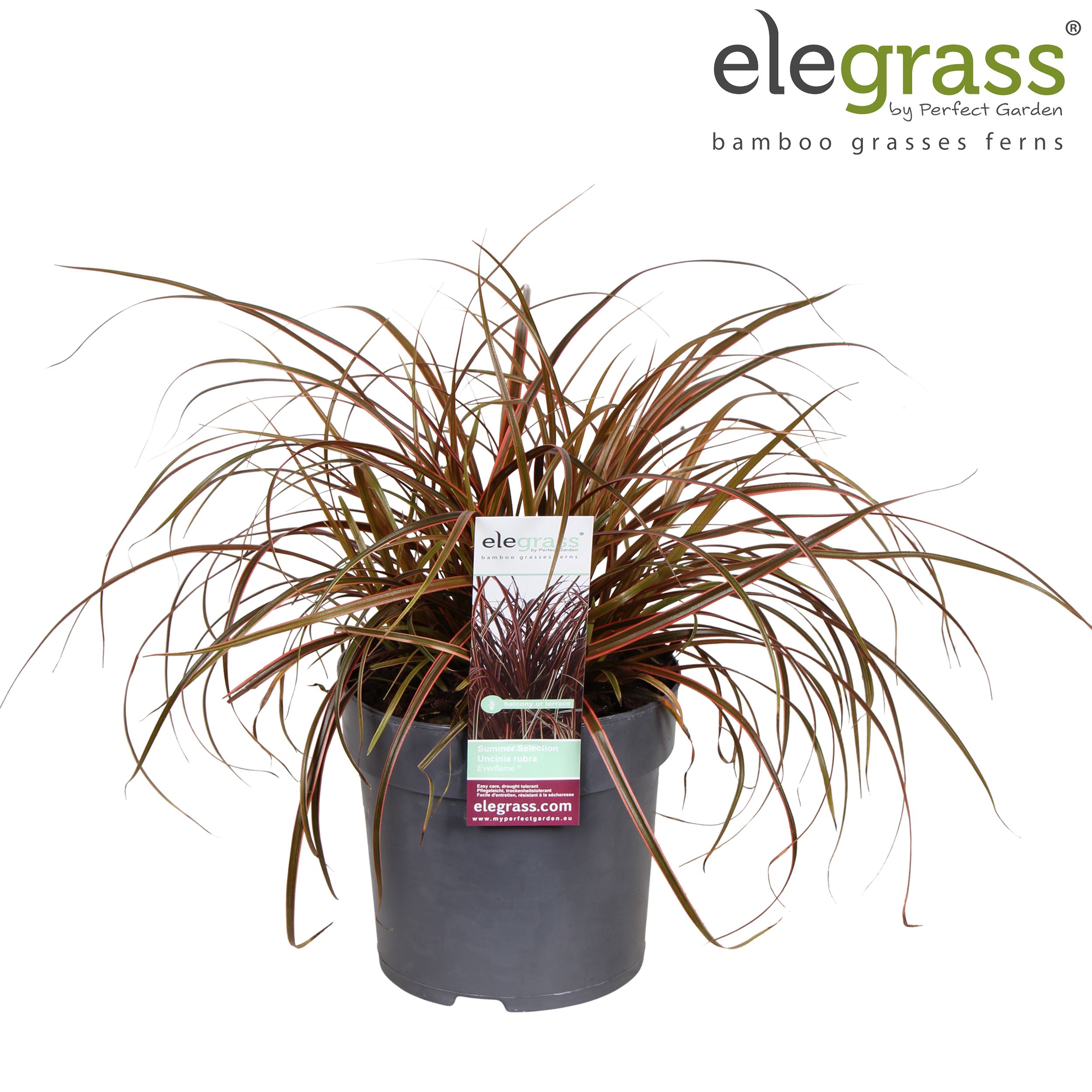 Uncinia rubra 'Everflame' P14, D 14