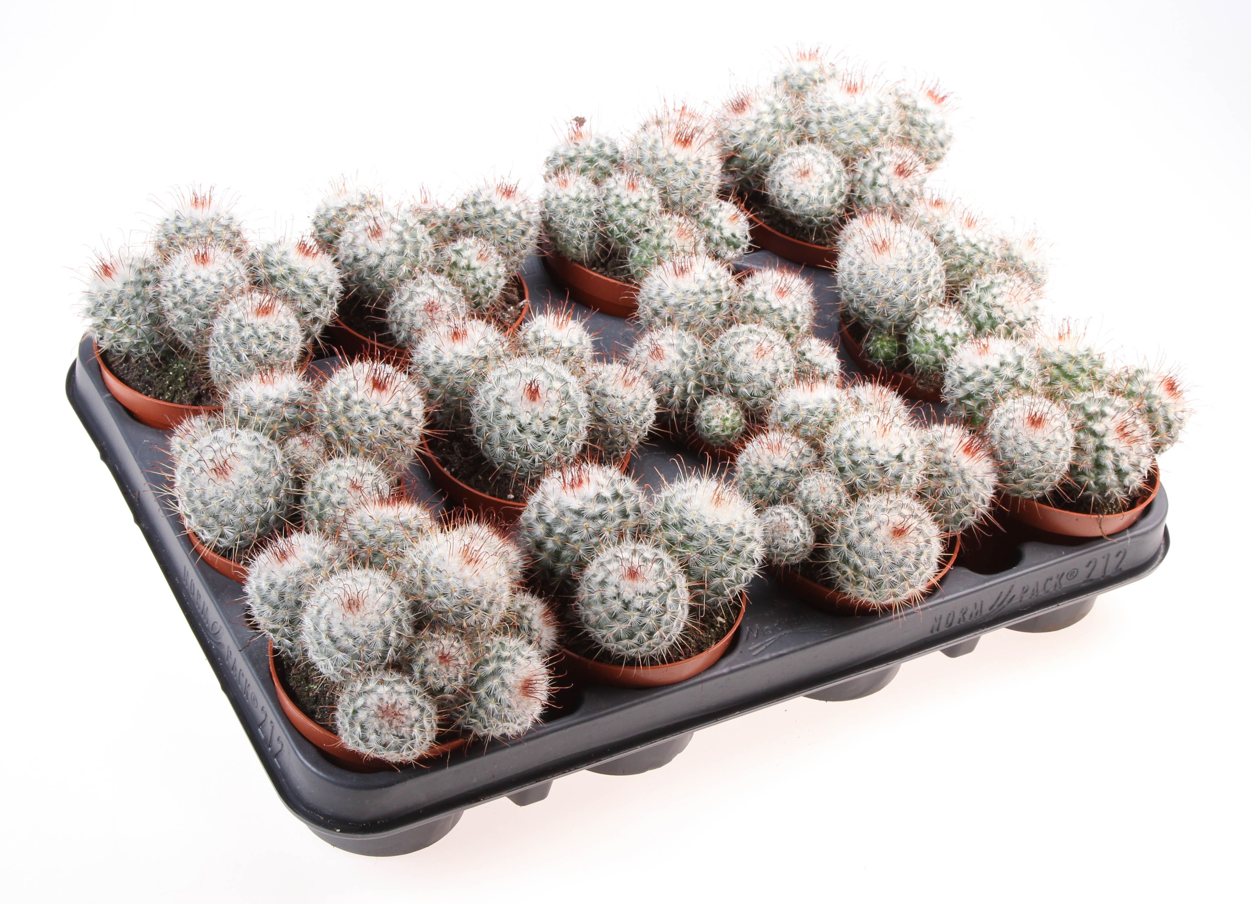 Mammillaria bombycina, D 8,5