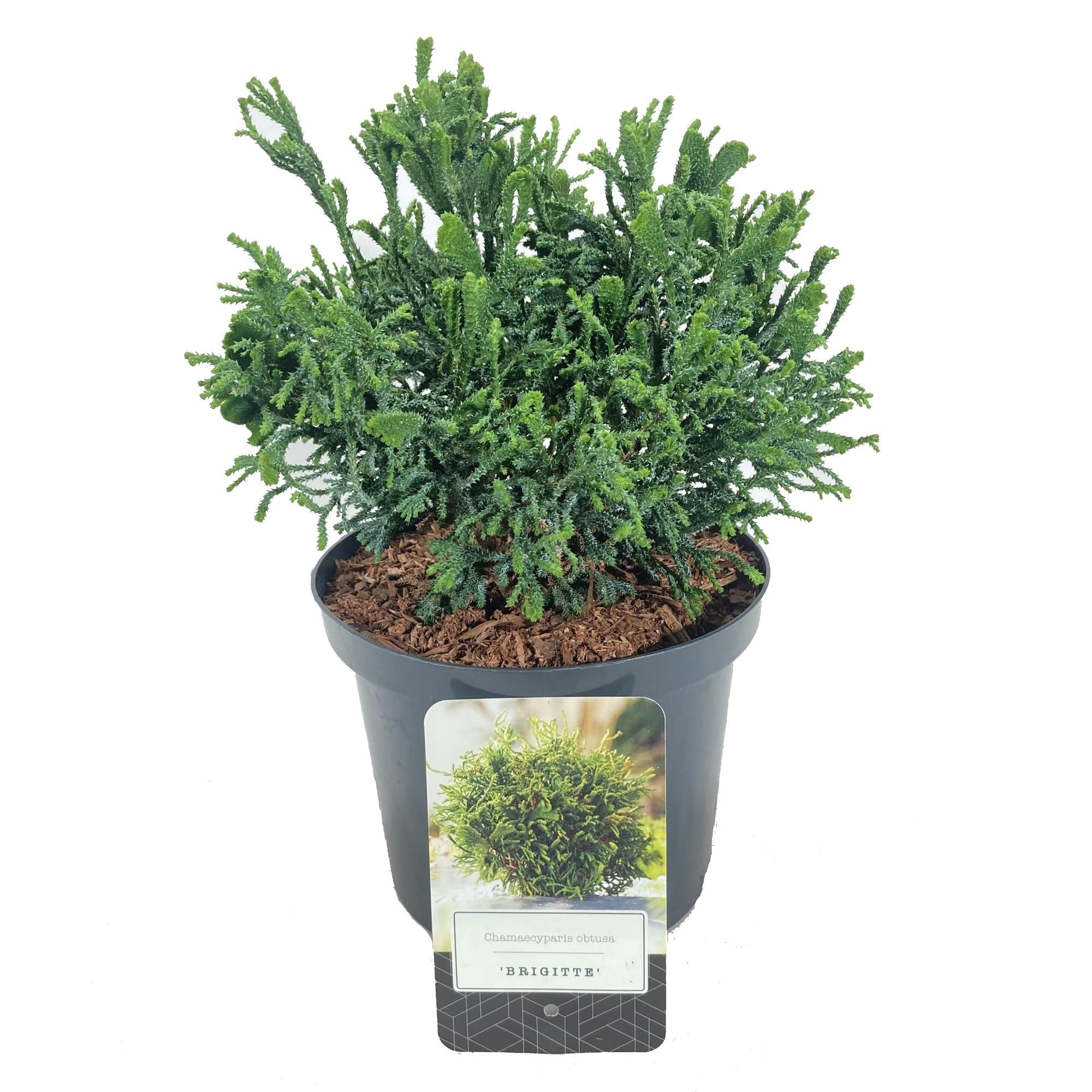 Chamaecyparis obtusa 'Brigitte', D 18