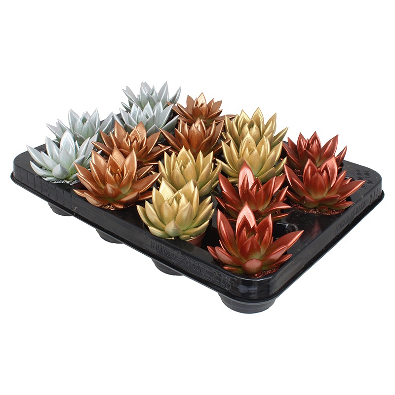 Miranda coloured Xmas mix metal free, D 6