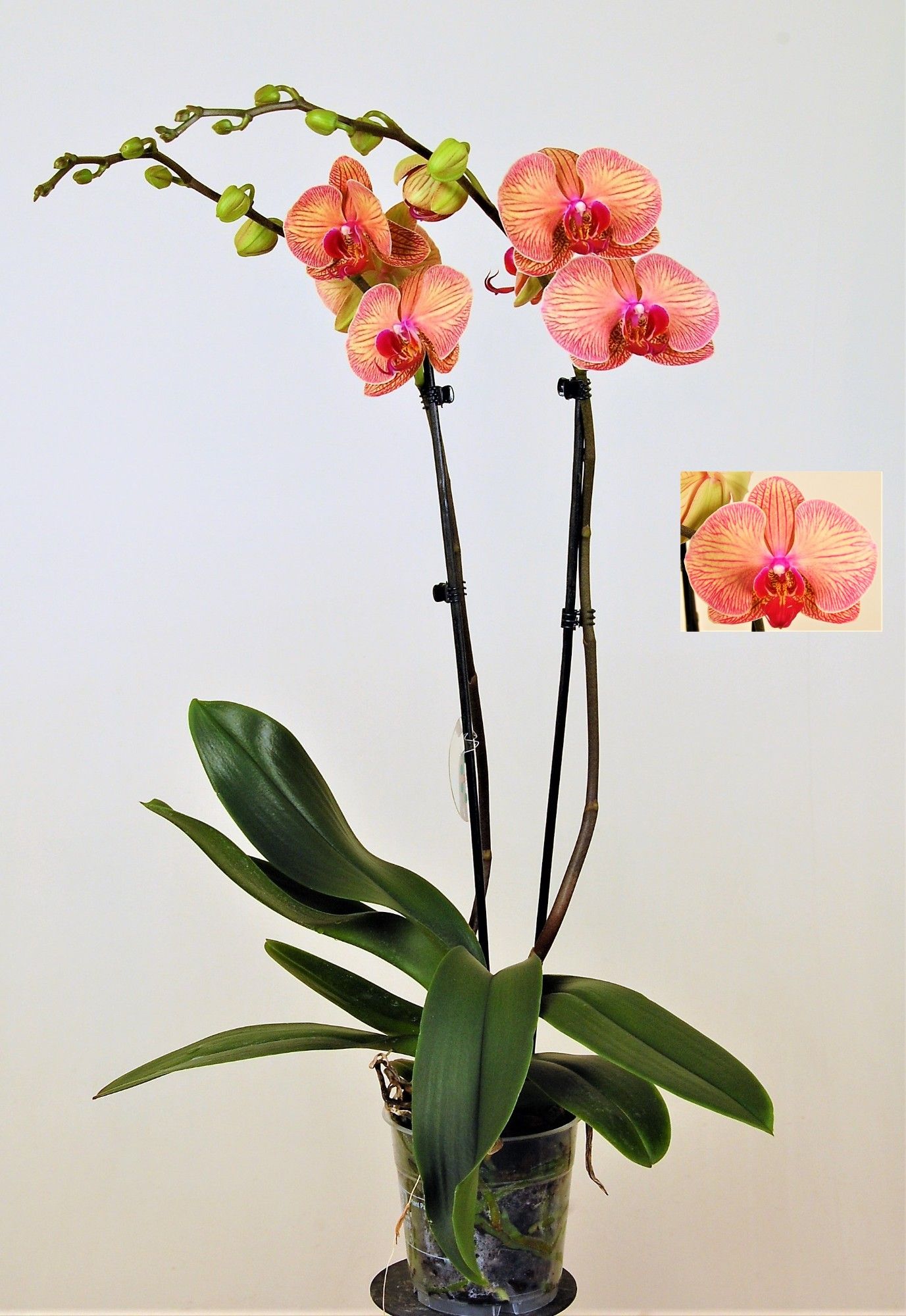 Golden Leopard twee tak, D 12