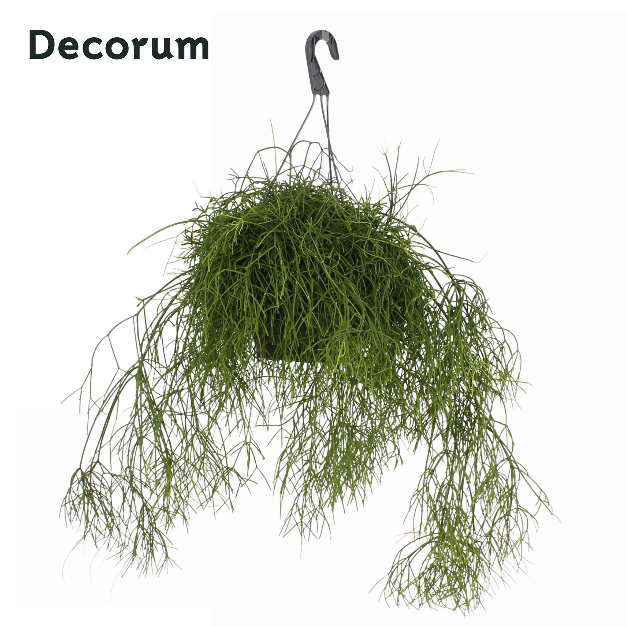 Rhipsalis bacci. 'Oasis' HP 21 cm, D 21