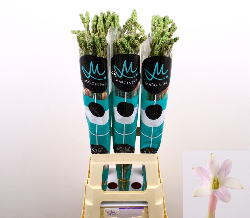 Полиантус Эльза Блаш 80, шт.