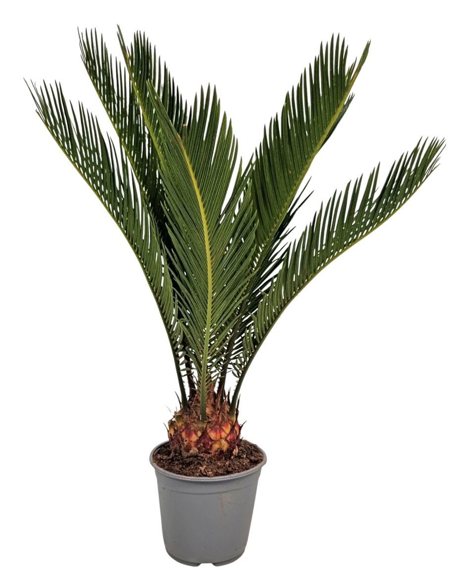 Cycas Revoluta 8+, D 14