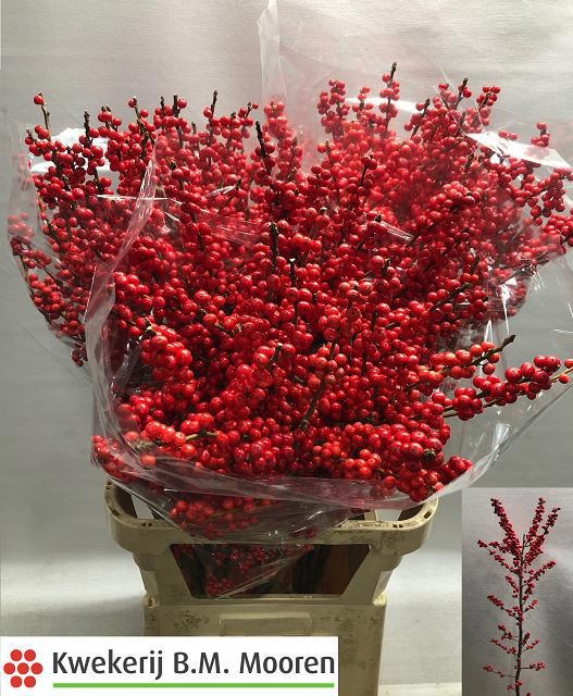 Илекс Красные ягоды 100, шт.