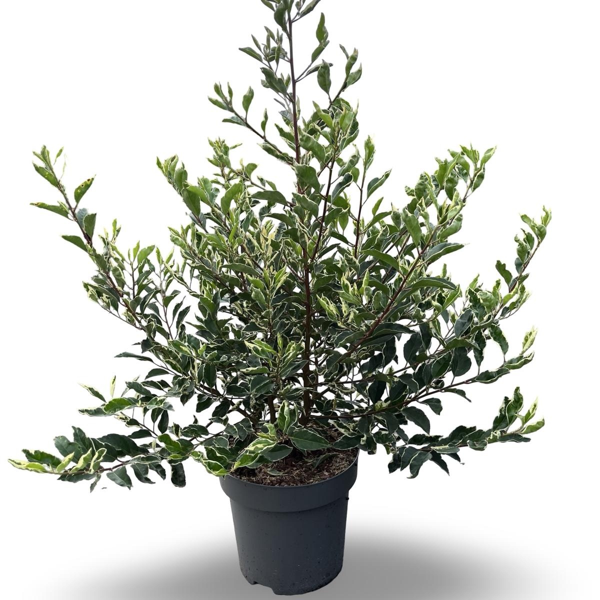 Prunus lusitanica 'Variegata', D 32