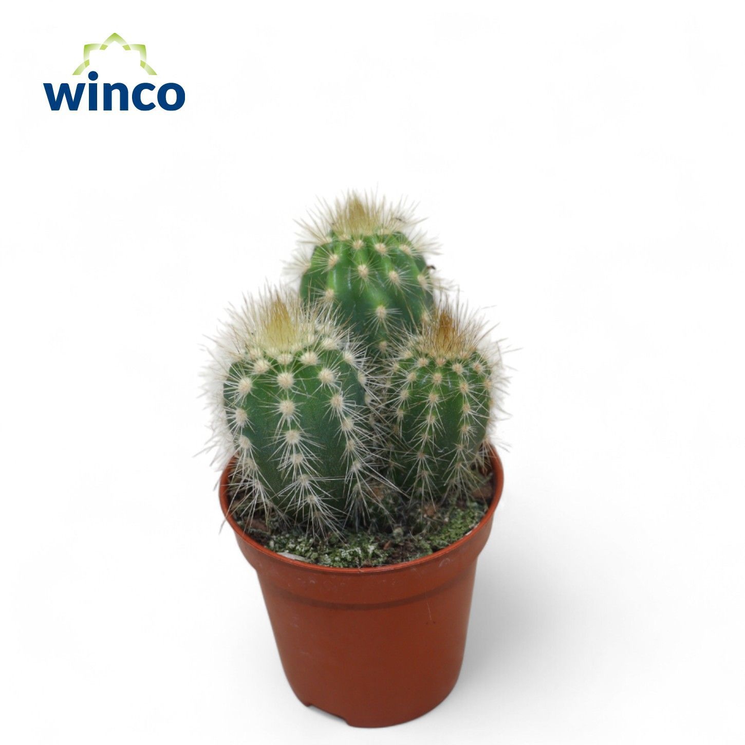 Pilosocereus Gounellei, D 5,5