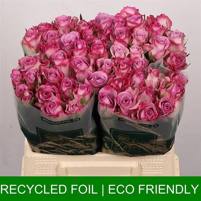 Роза од. Триллер 40, шт.