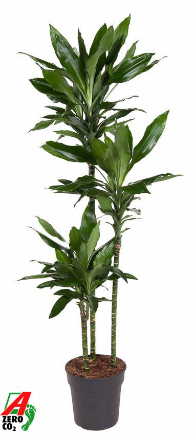 Dracaena Janet Lind 90-60-30, D 24