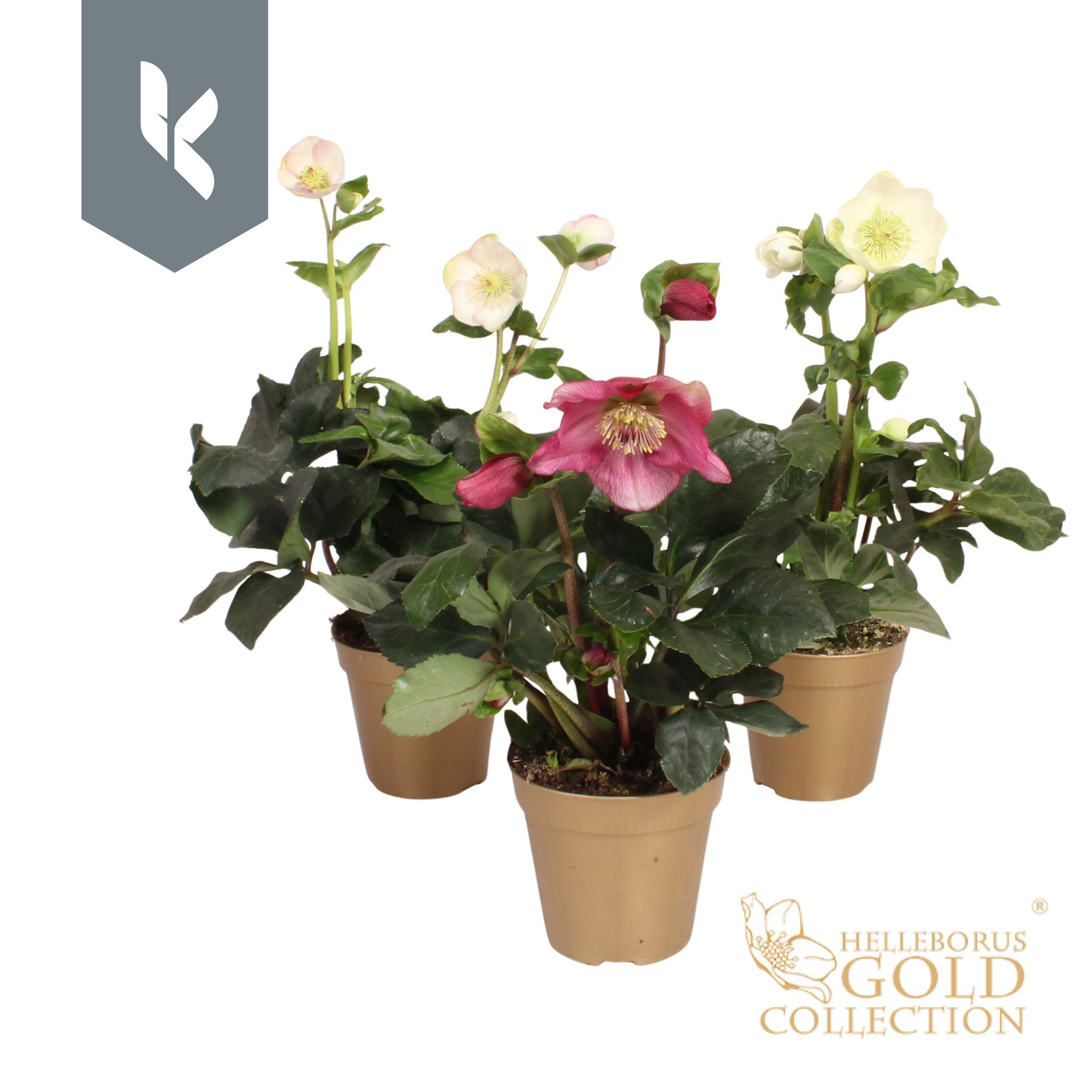 HGC Helleborus Winter Ballet Mix laag in gouden pot, D 13 cm