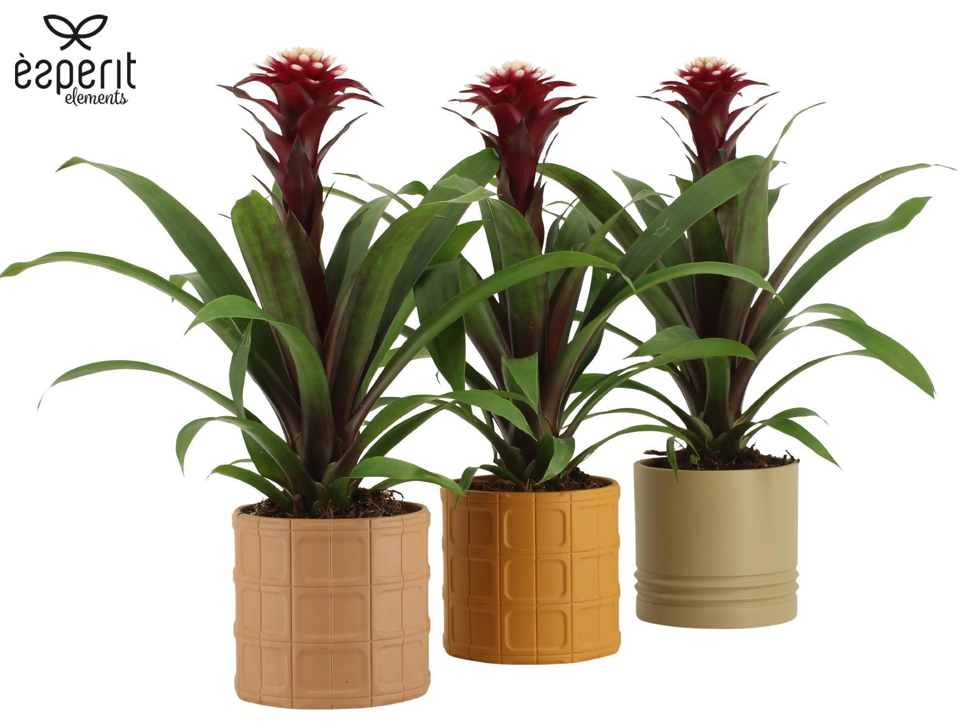 7504494: Solutionss Recreate, D 12