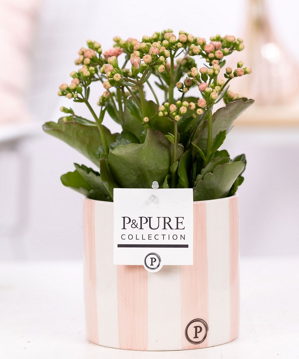 Kalanchoe pink in P&PURE Eline 2 ceramics pink, D 12