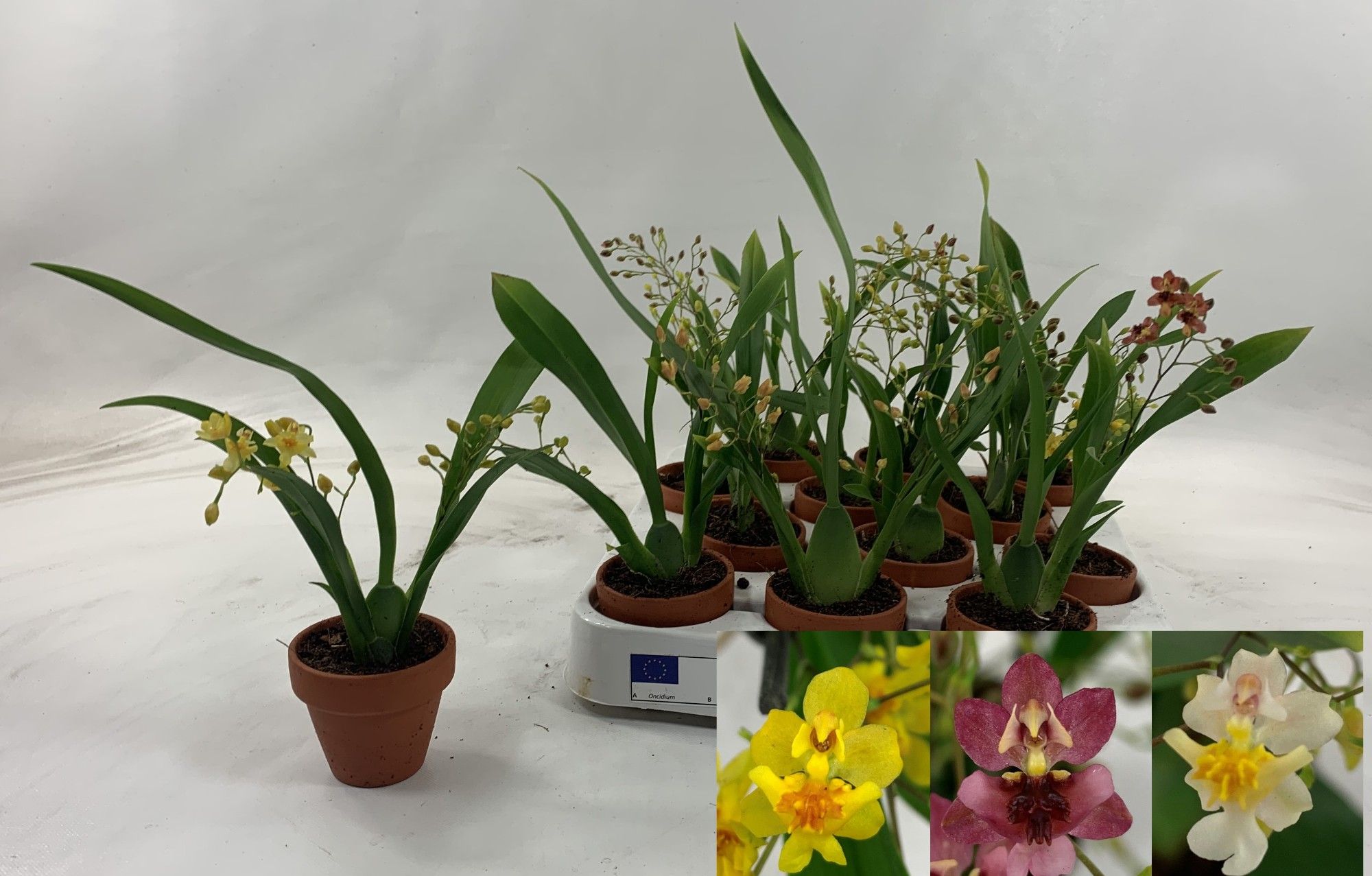 Twinkle 5 cm teracotta mix, D 6