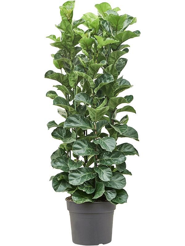 Ficus lyrata 'Bambino', D 38