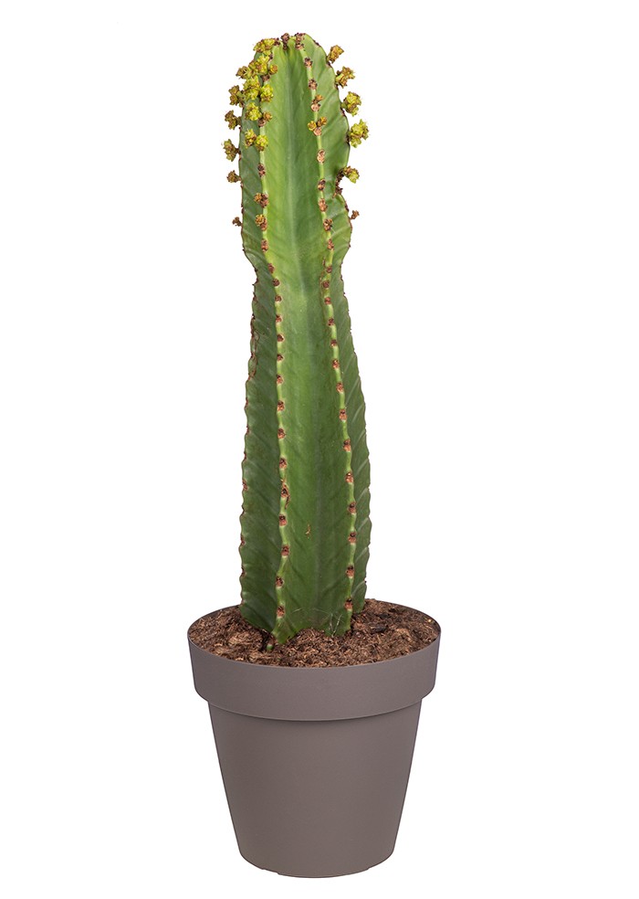 EUPHORBIA INGENS - POT Ø 25 (SUCCULENTEN) BIG0030, D 25
