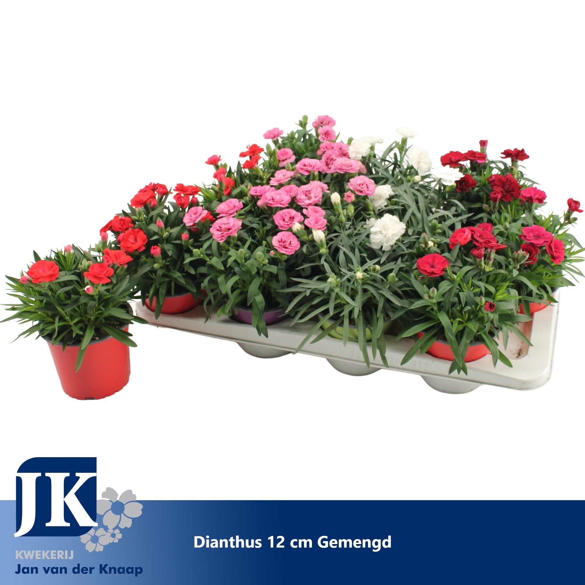 Dianthus p12 gemengd in de tray TST, D 12