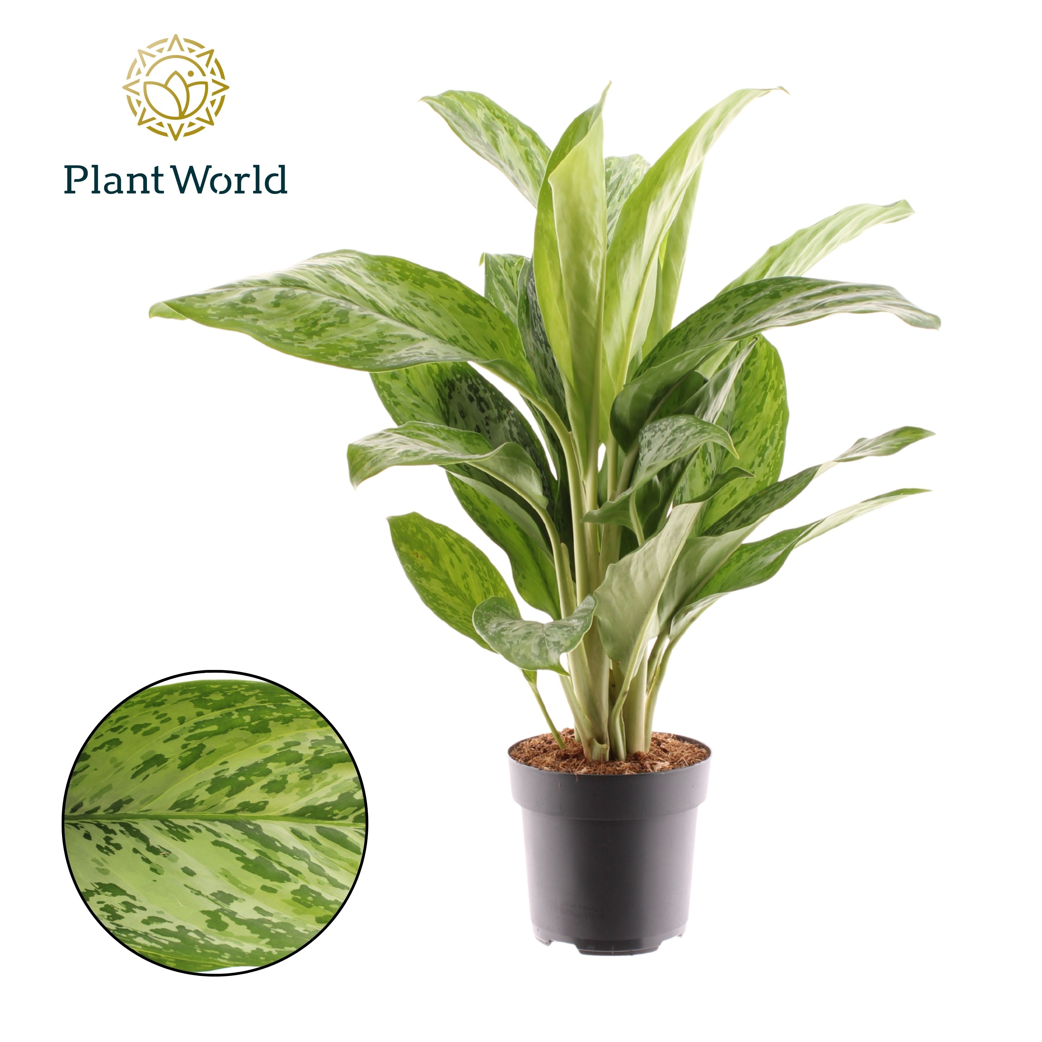 Aglaonema Greenlight, D 17 cm Aglaonema Greenlight, D 17 cm