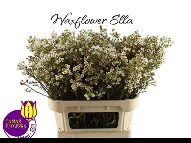 Шамелациум Элла 80, шт.