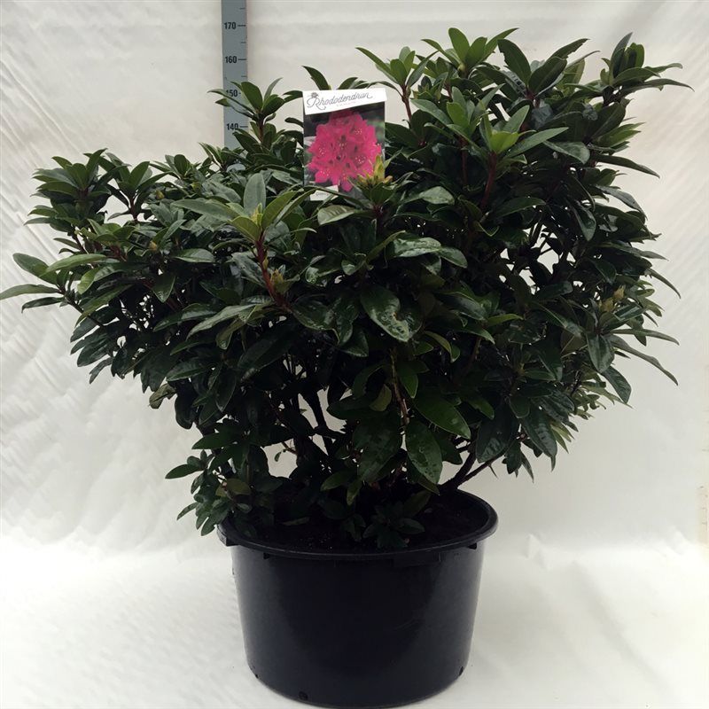 Rhodo. 'Anah Kruschke' pink/purple, D 62
