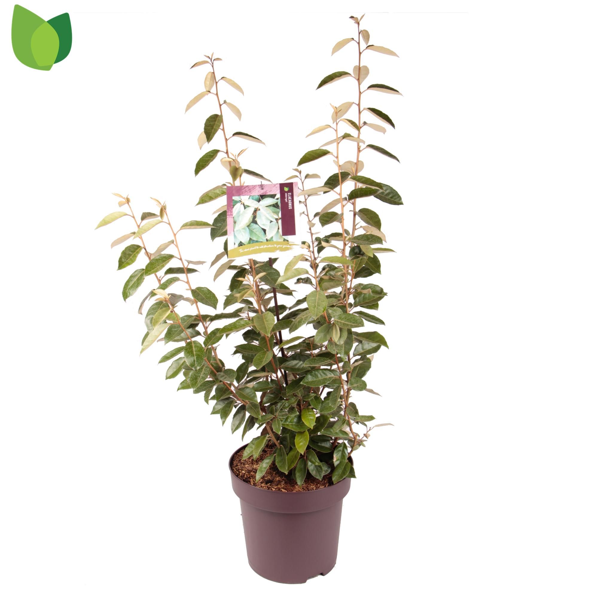 Elaeagnus ebbingei C13/P31, D 31