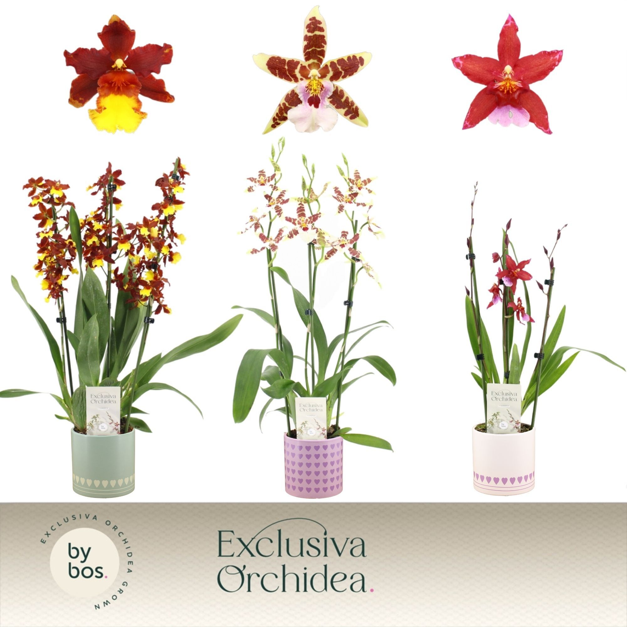 Cambria, Mix 3-spike in Horizon Love 'Exclusiva Orchidea', D 12