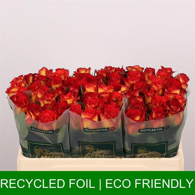 Роза од. Кэтч 50, шт.