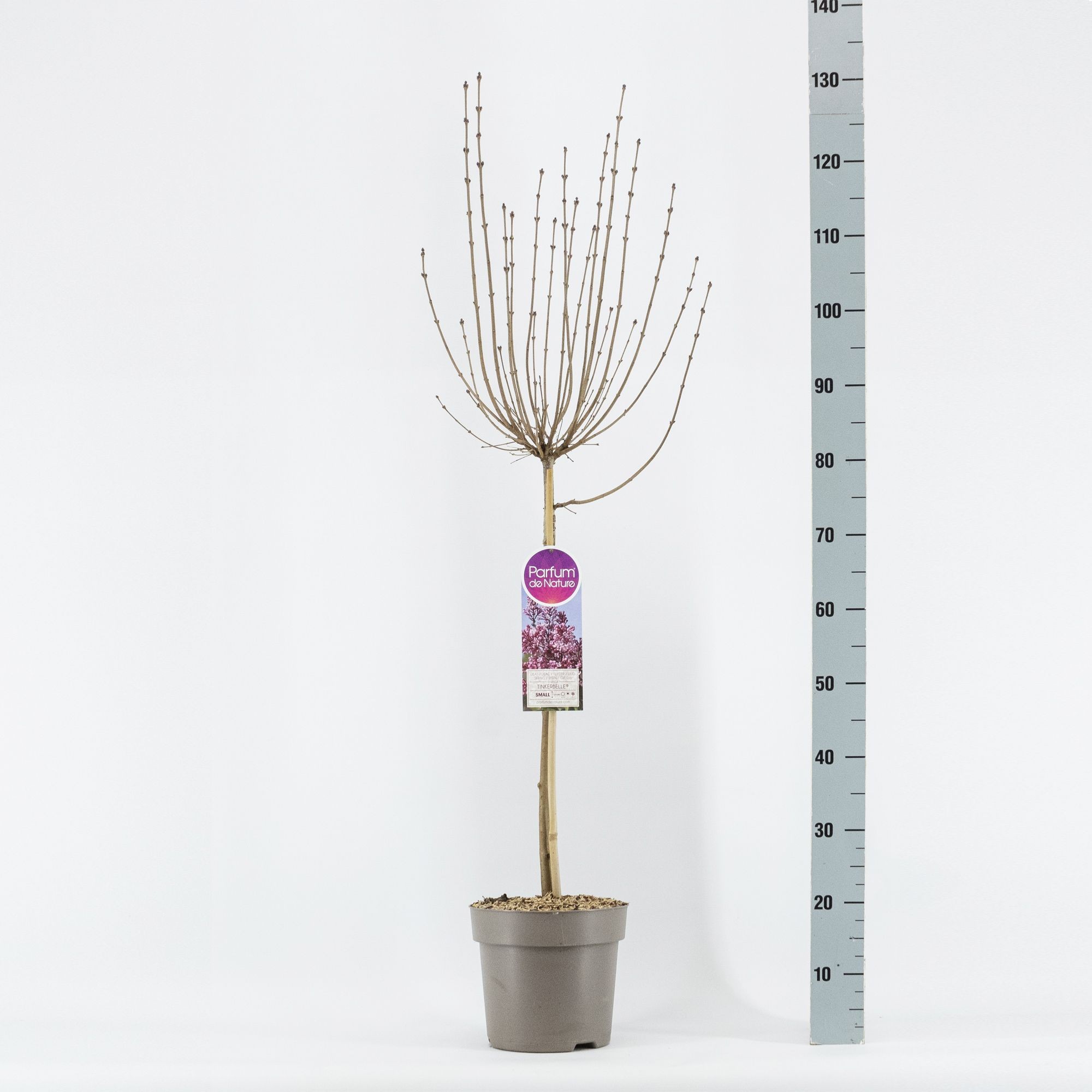 Syringa Tinkerbelle ®, stam 50, 2-jarig, C6, D 24 cm Syringa Tinkerbelle ®, stam 50, 2-jarig, C6, D 24 cm