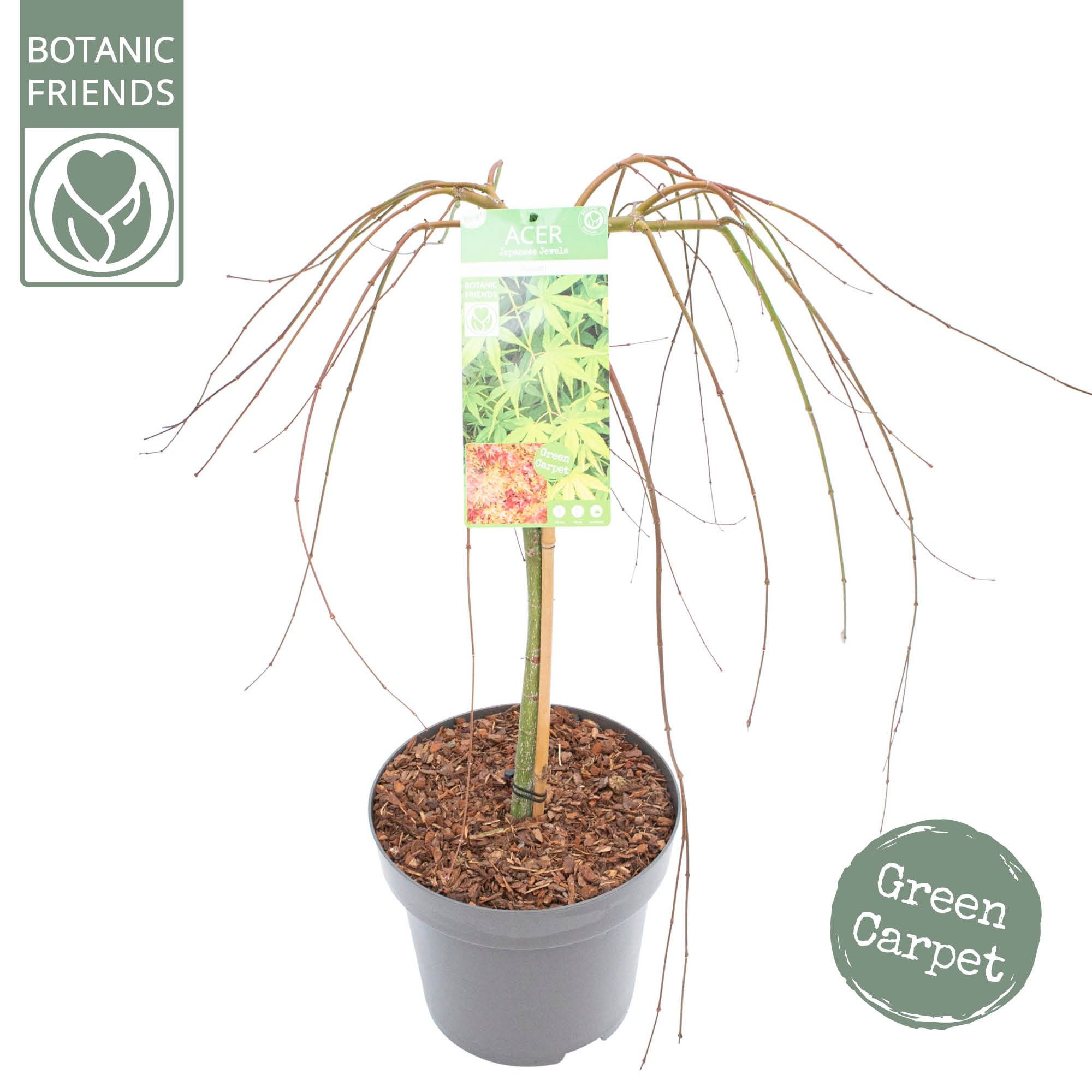 Acer palm. 'Ryusen' C14 halfstam, D 30