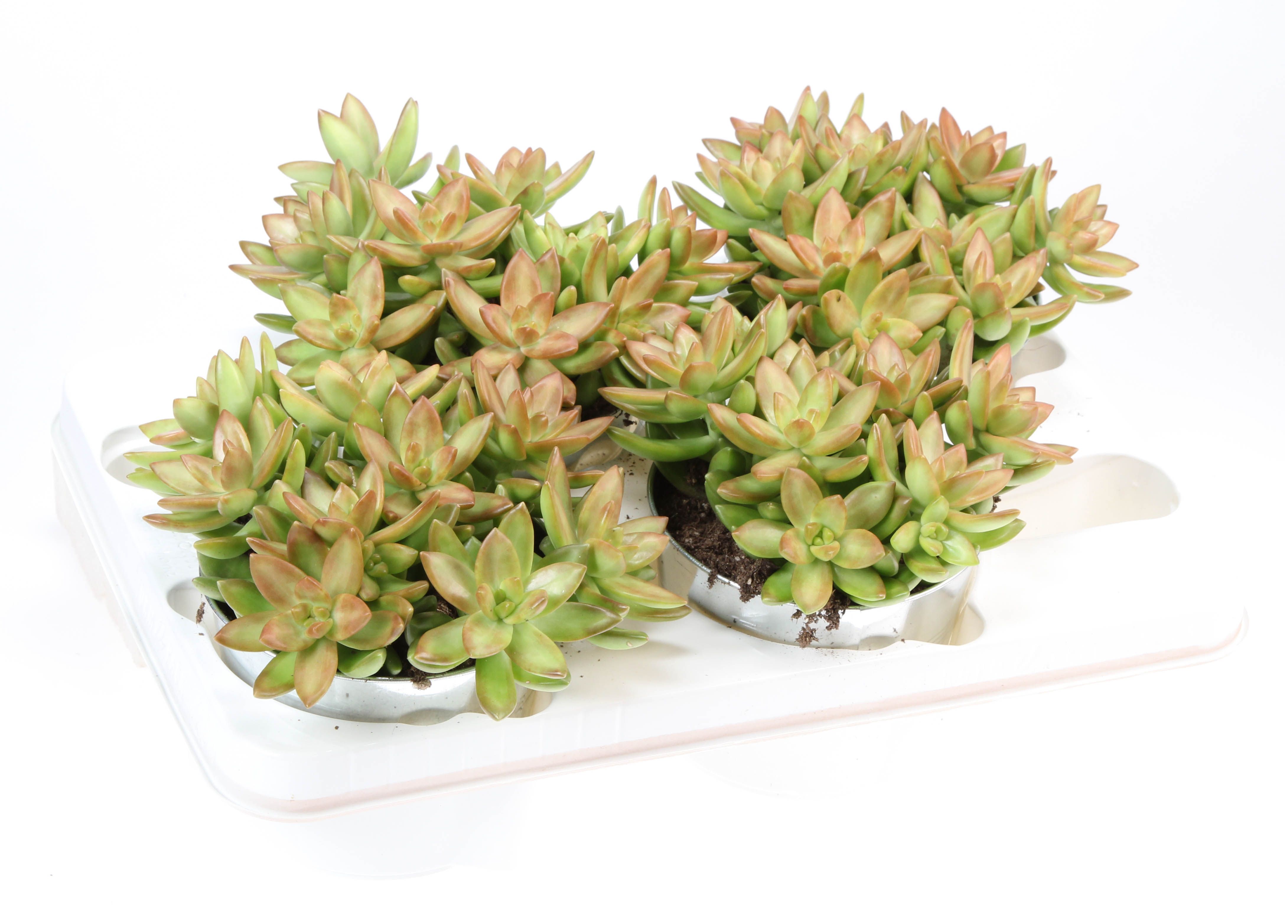 Sedum Nussbaumerianum in Zink, D 12 cm Sedum Nussbaumerianum in Zink, D 12 cm