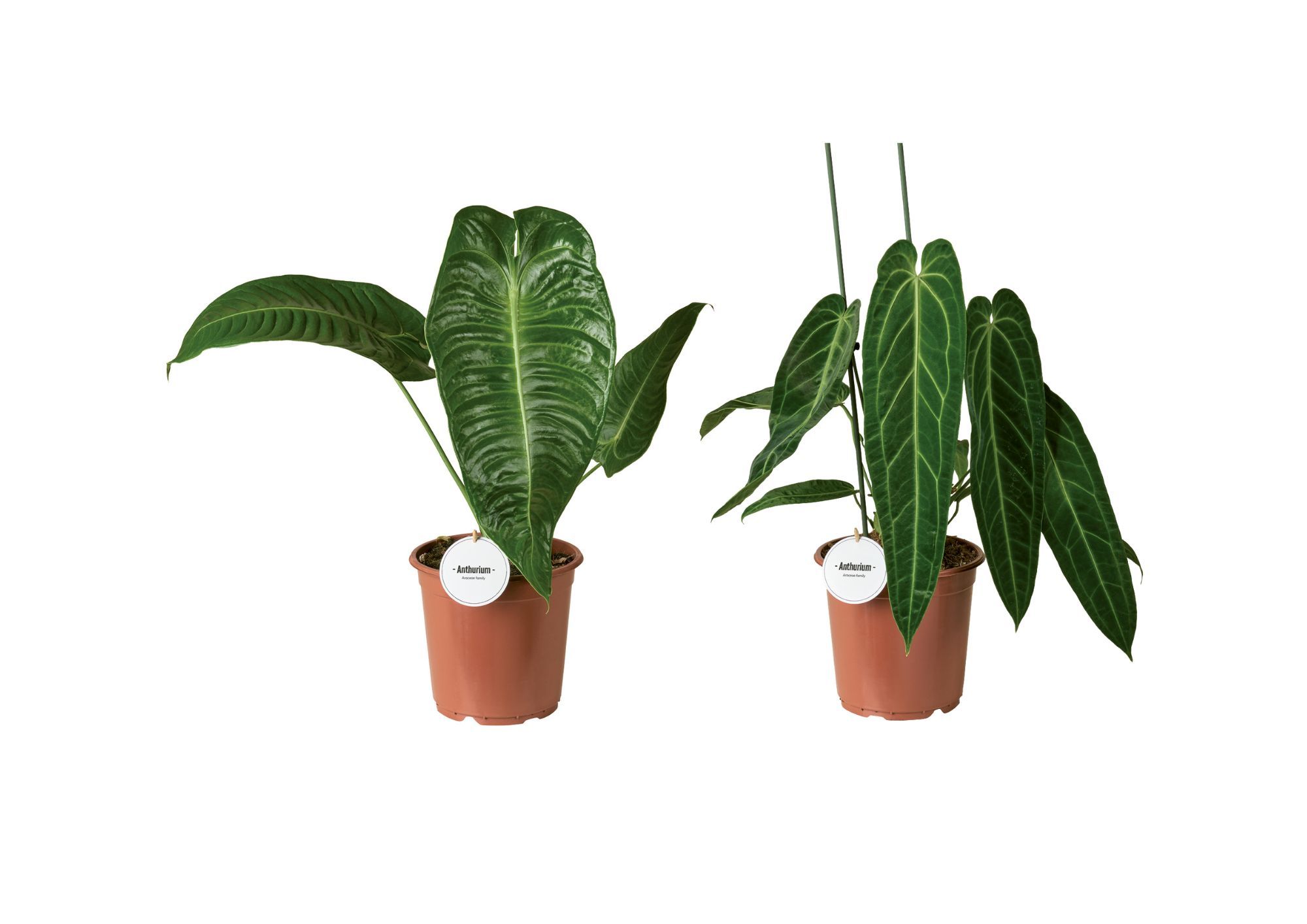 Anthurium Mix Hoog, D 21