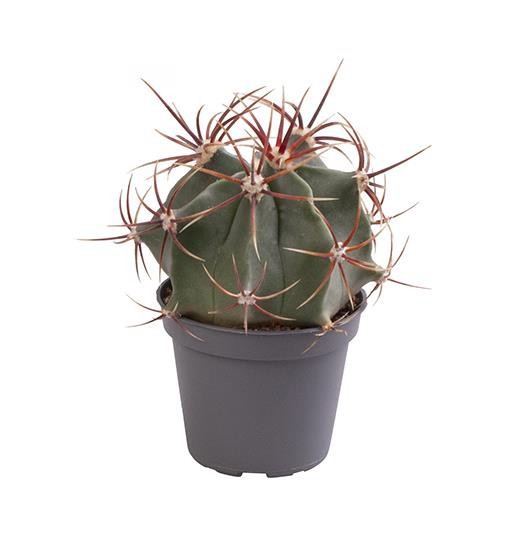 FEROCACTUS RECTISPINUS, D 6 cm