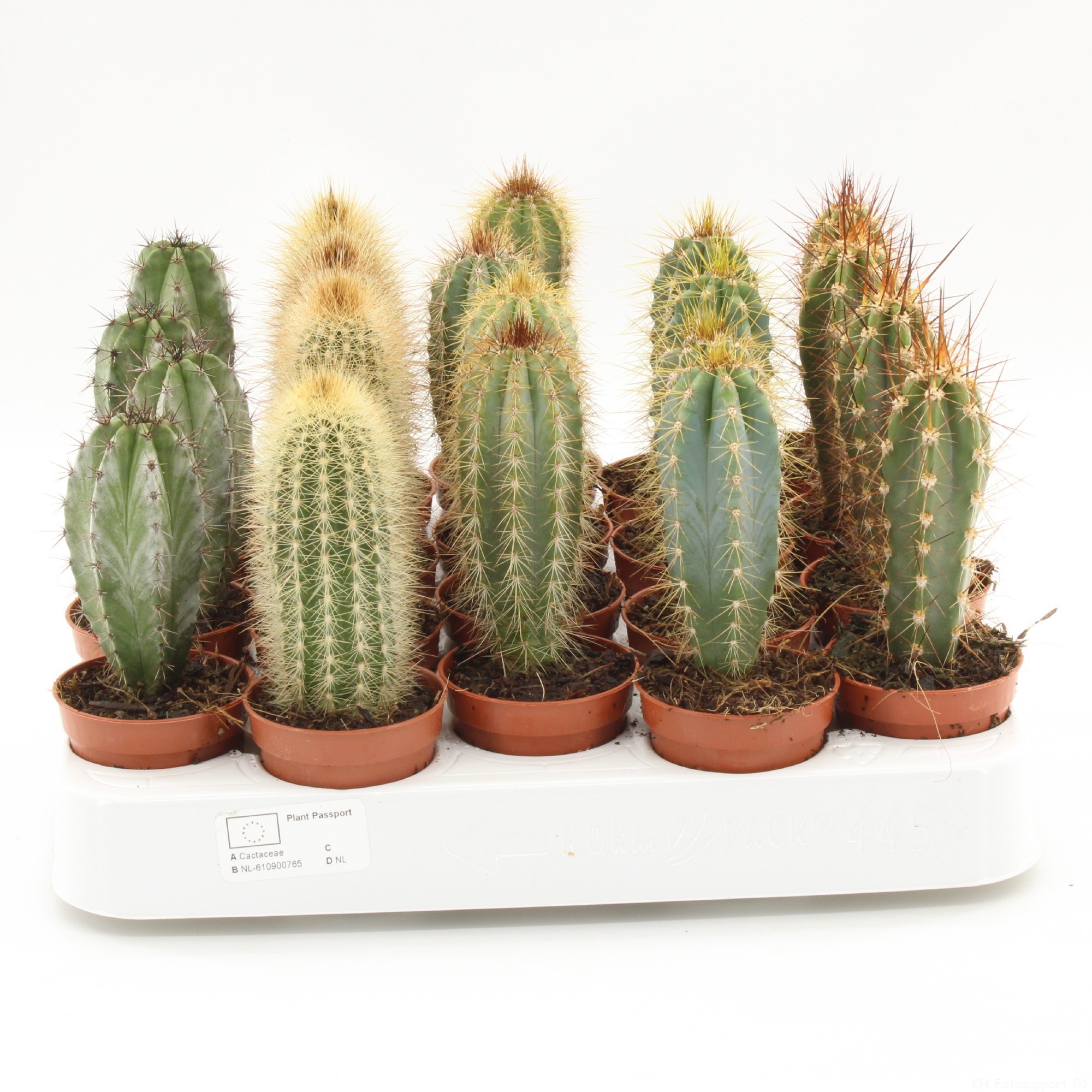 Cactus palen mix p5.5 445, D 5,5