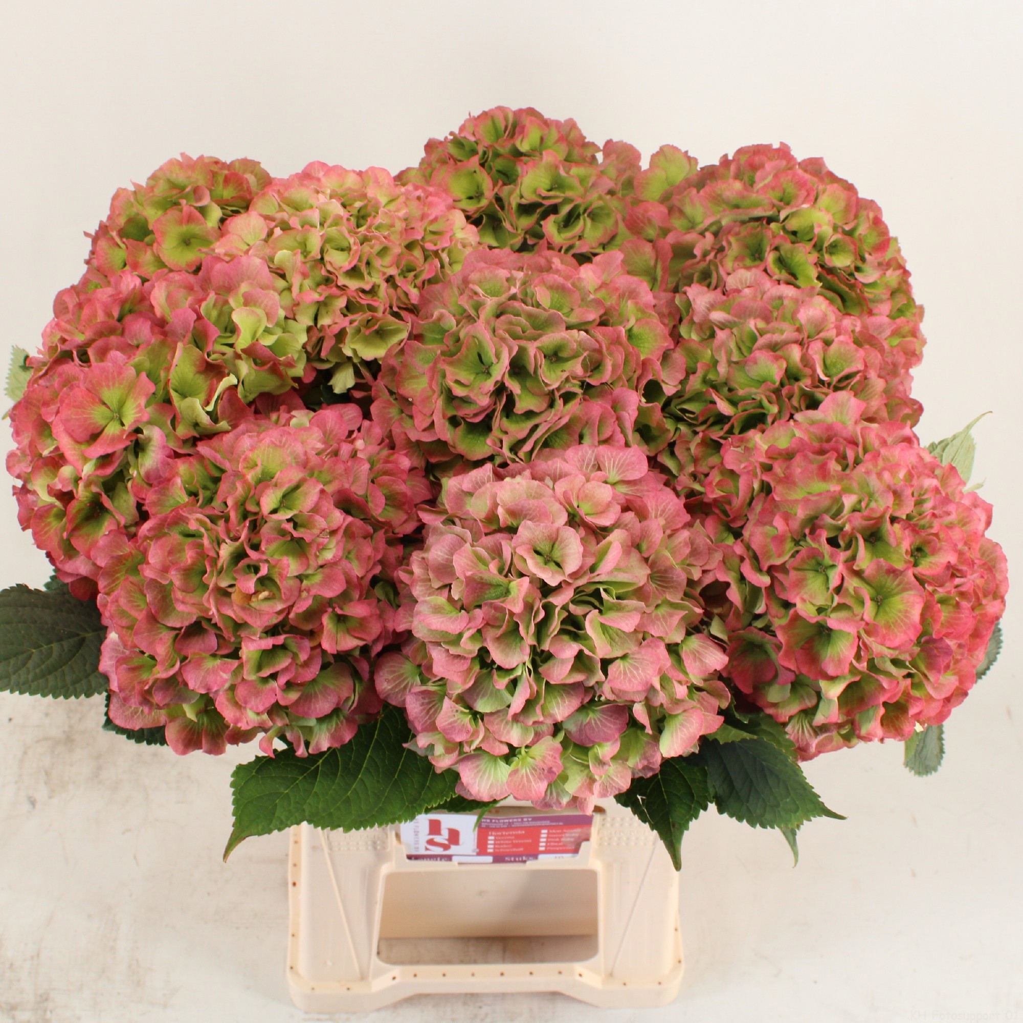 Гортензия Вайт Верена Классик 60 (зел.), шт.