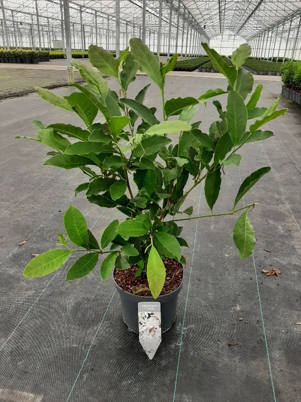 Magnolia stelatta, D 23