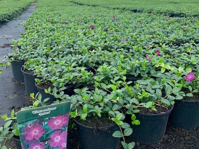 Vinca minor 'Rubra' 20-25, D 15