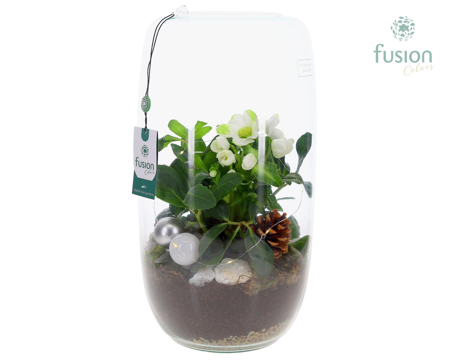 Green BottleIsabella XXLarge Kerst met Helleborus, D 23 cm Green BottleIsabella XXLarge Kerst met Helleborus, D 23 cm