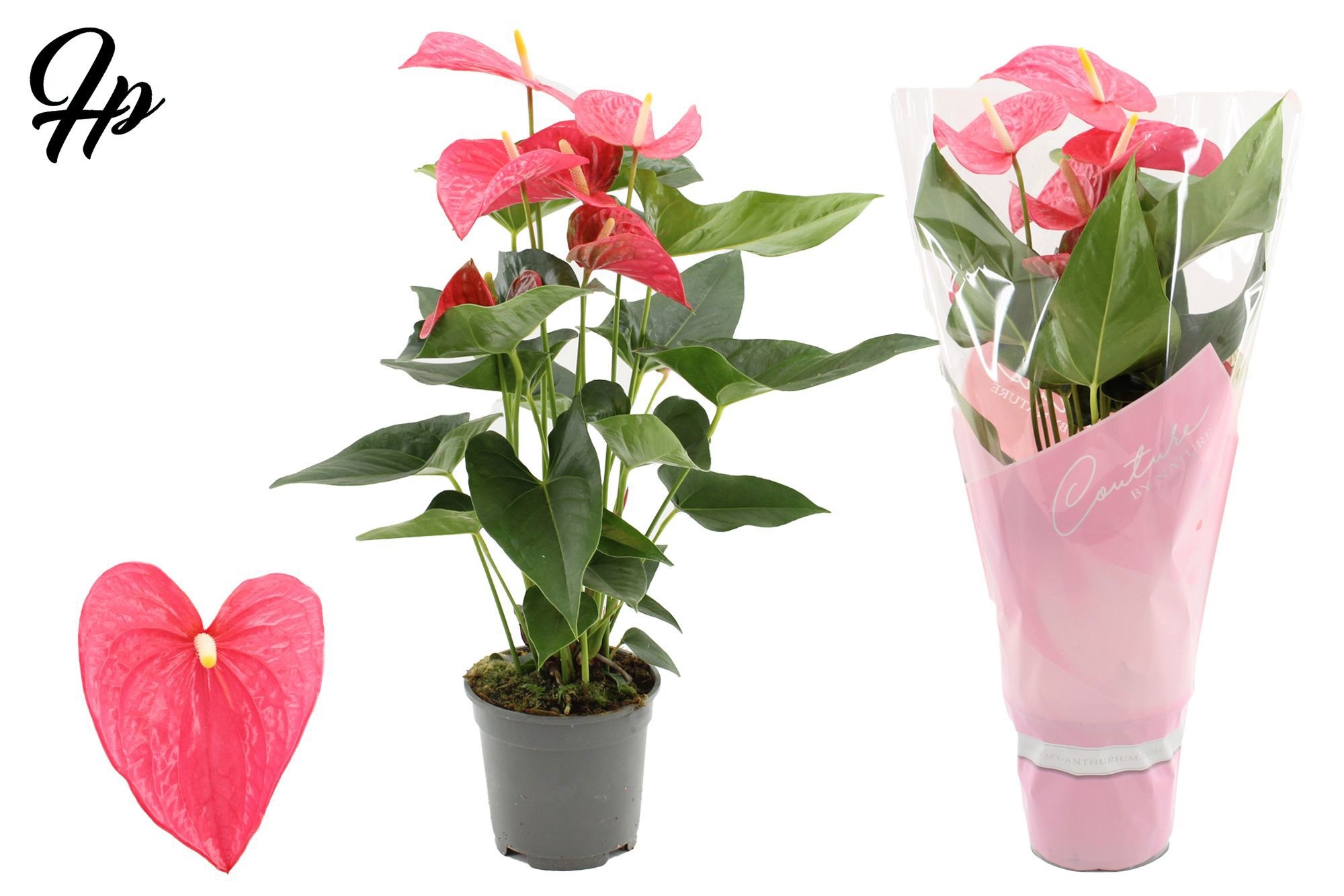 Anthurium 17 cm Maine in Couture sleeve, D 17