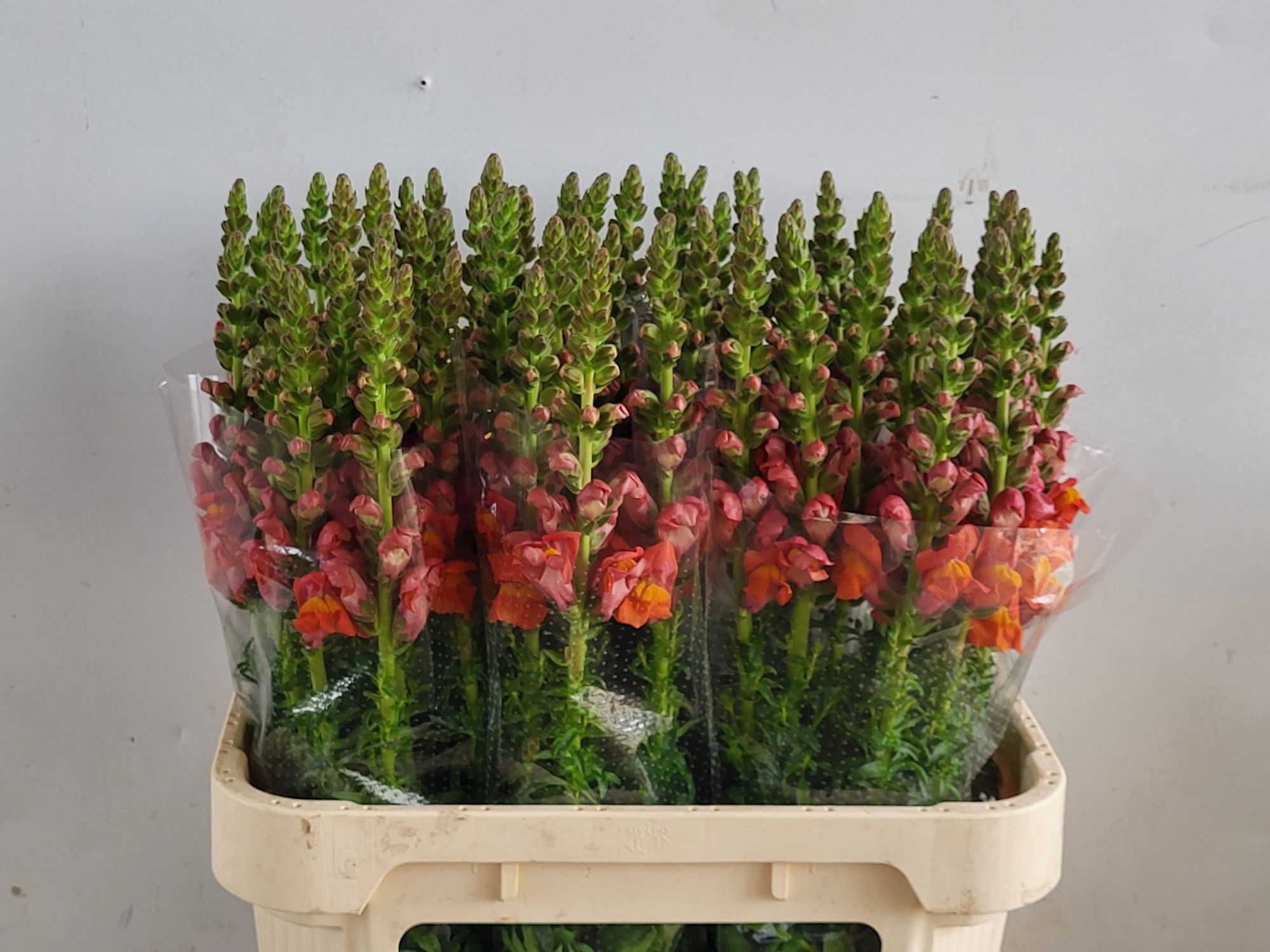 Антирринум Авиньон Дип Оранж, шт.