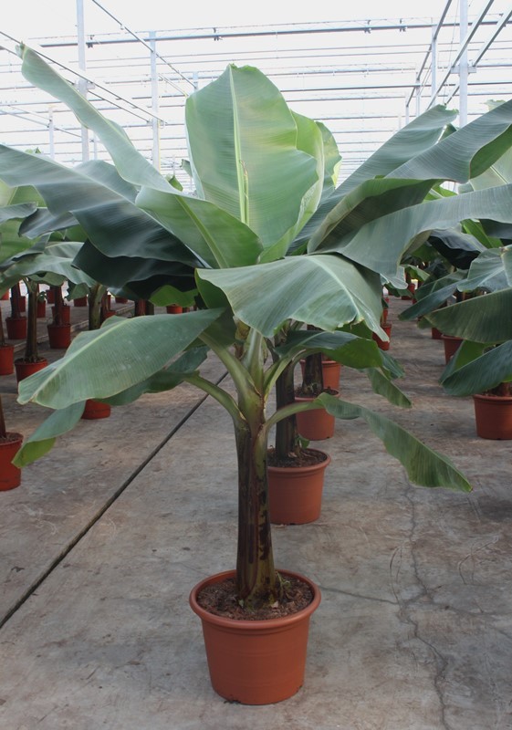 Musa 'Dwarf Cavendish', D 45