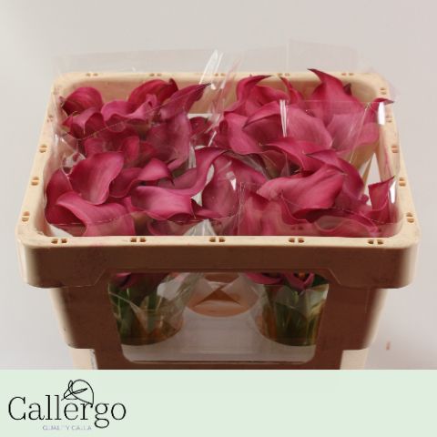 Калла Зазу 45, шт.