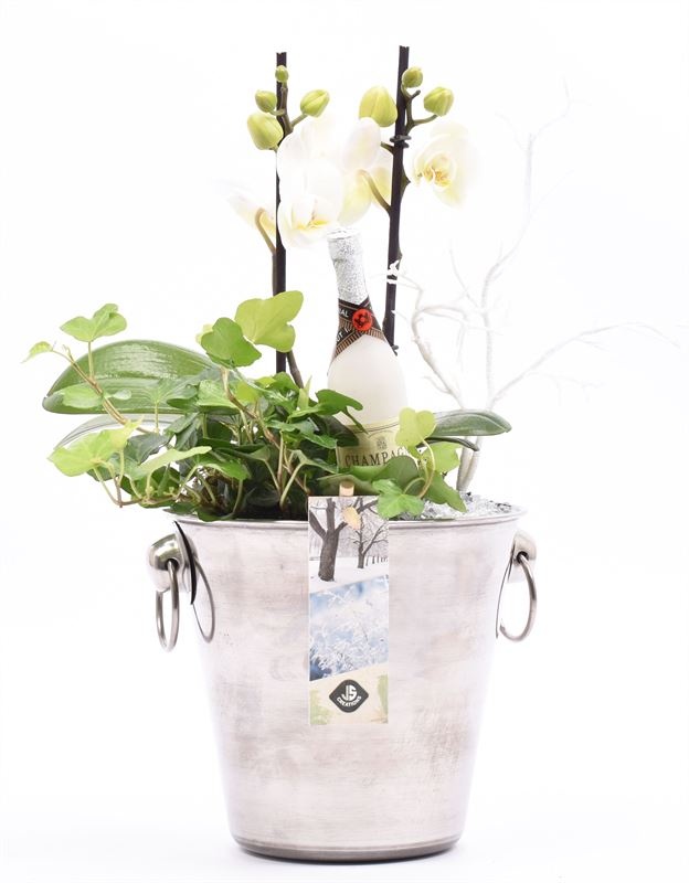 Champagnekoeler zilver 14 cm, D 14