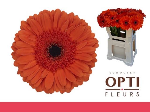 Гербера Капелла, шт.