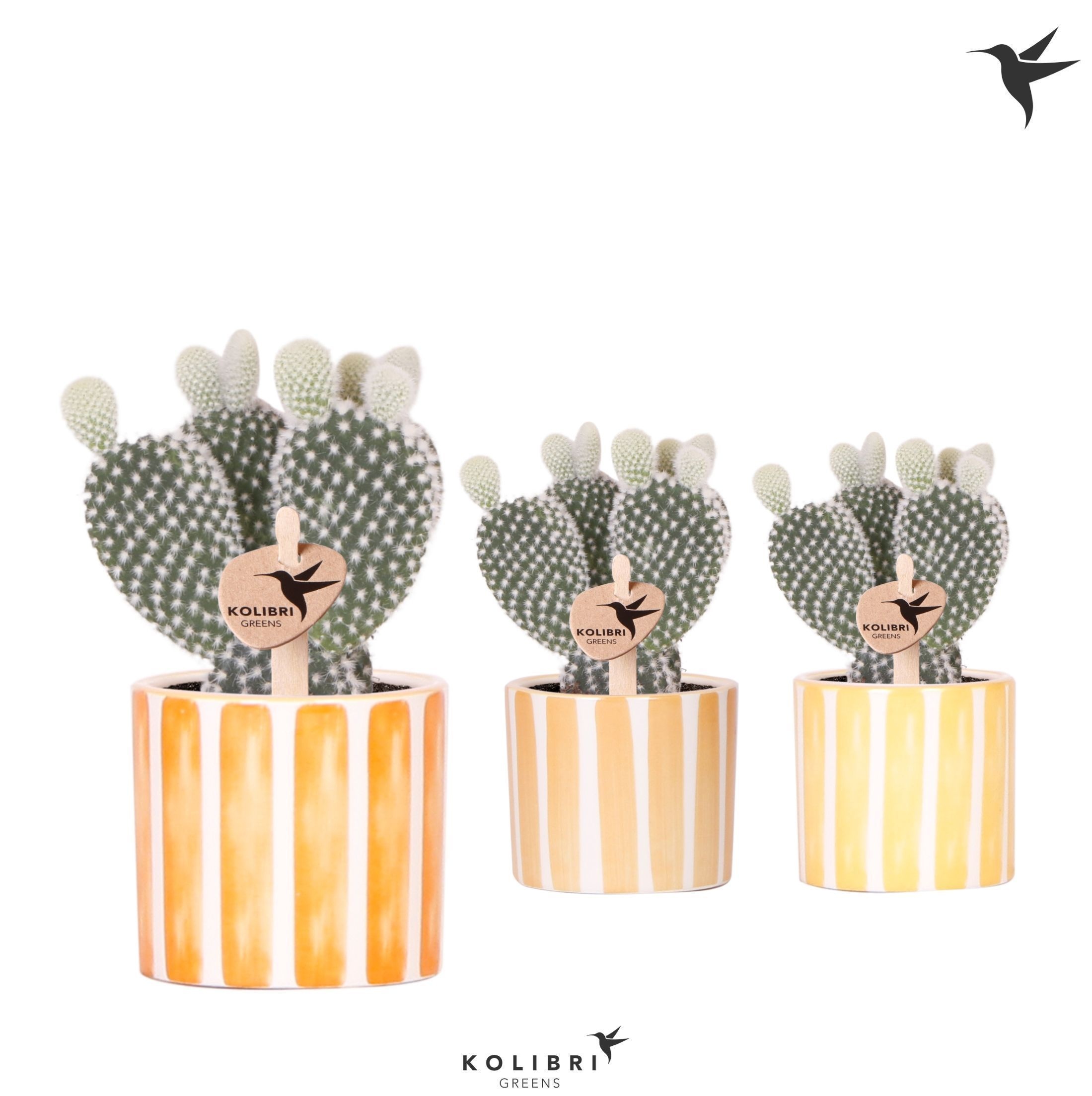 Kolibri Greens Opuntia white in Painted Stripe pot yellow mix, D 6 cm