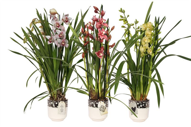 Noa p12 ombre vanille Cymbidium mix 4T20+, D 12
