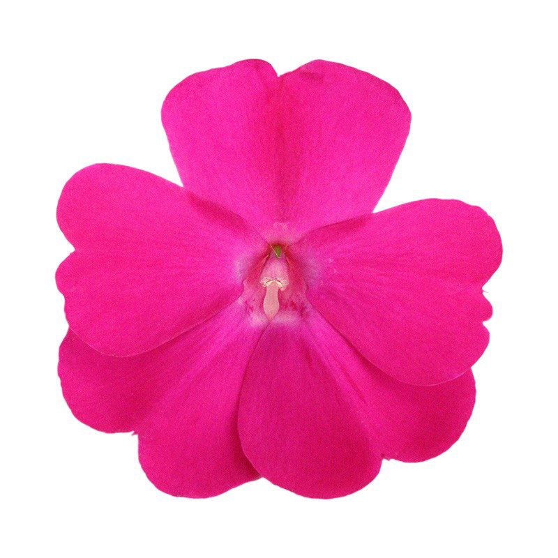 Sunpatiens XL 17 CM - Hot Pink, D 17