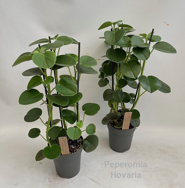 Peperomia Hovaria® 15cm, D 15
